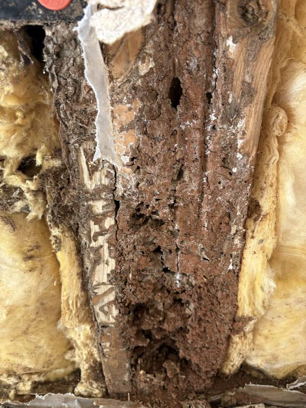 Termite damage exposed inside a wall cavity